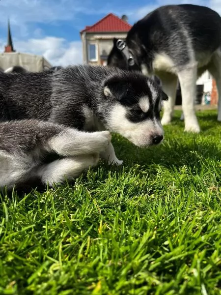 Cuccioli di siberian husky con pedigree | Foto 3