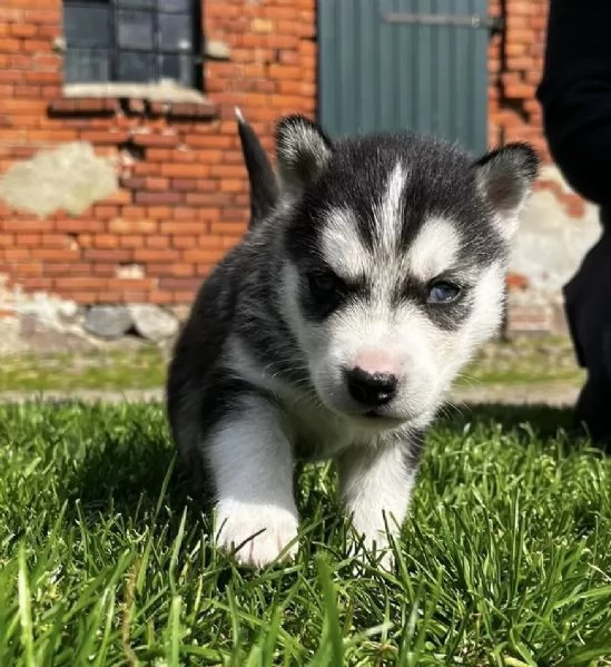 Cuccioli di siberian husky con pedigree | Foto 2