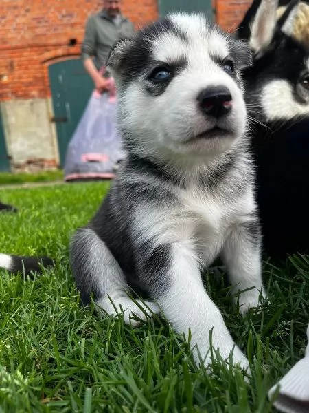 Cuccioli di siberian husky con pedigree | Foto 1
