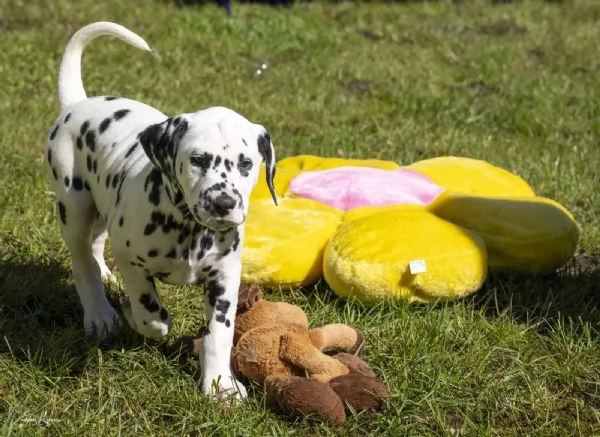 Disponibili bellissimi cuccioli dalmata da prestig | Foto 4