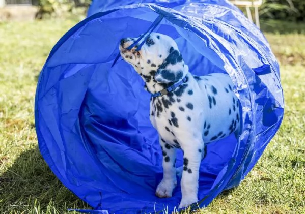 Disponibili bellissimi cuccioli dalmata da prestig | Foto 3