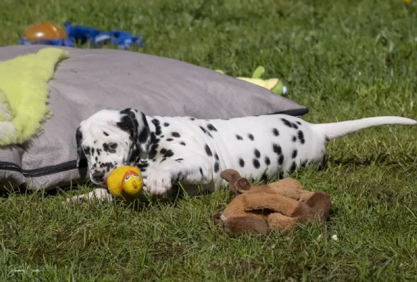 Disponibili bellissimi cuccioli dalmata da prestig | Foto 2