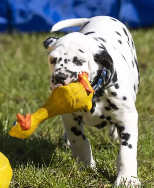 Disponibili bellissimi cuccioli dalmata da prestig | Foto 1
