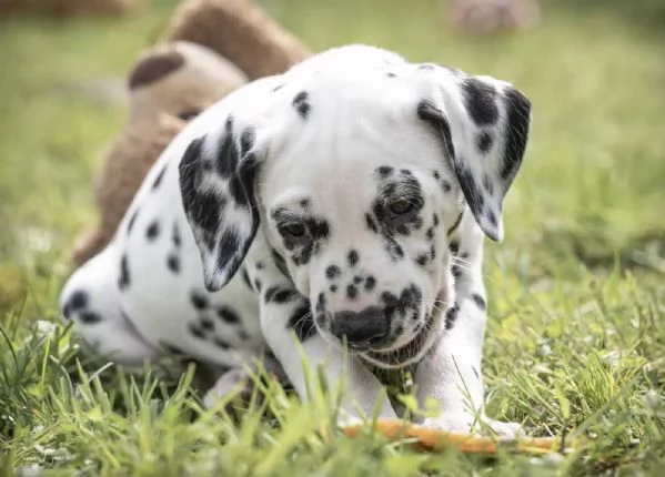 Disponibili bellissimi cuccioli dalmata da prestig | Foto 0