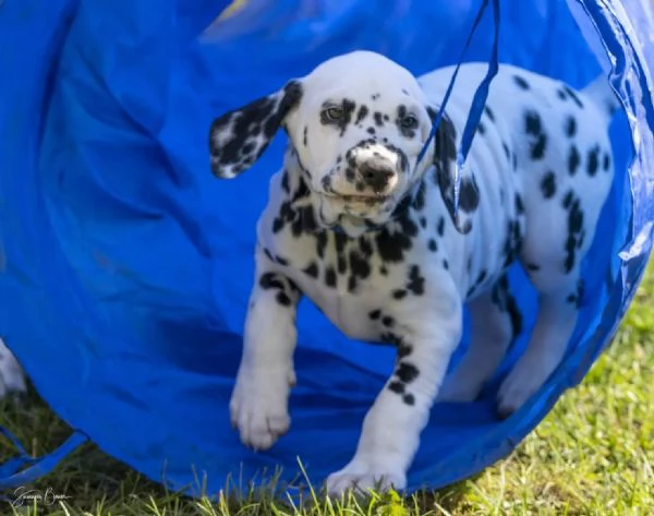 Disponibili bellissimi cuccioli dalmata da prestig