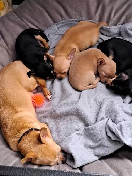 Cuccioli di chihuahua con pedigree