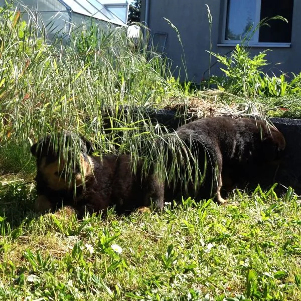 Cuccioli di Rottweiler maschifemmine con documenti