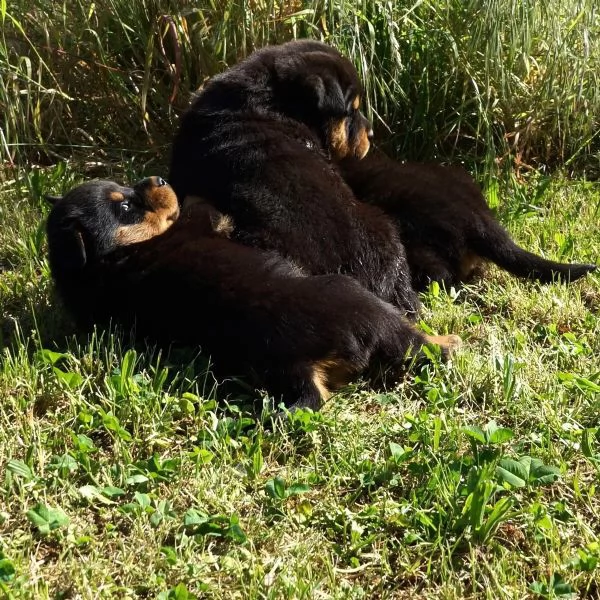Cuccioli di Rottweiler maschifemmine con documenti | Foto 2