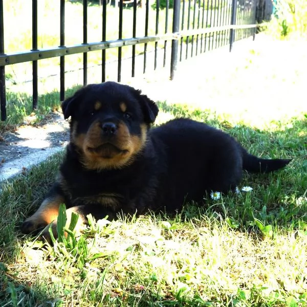 Cuccioli di Rottweiler maschifemmine con documenti | Foto 1