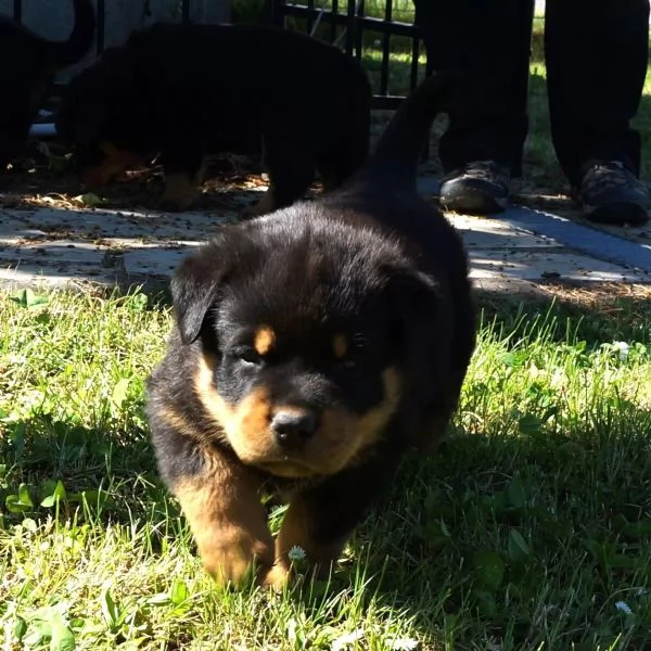 Cuccioli di Rottweiler maschifemmine con documenti | Foto 0