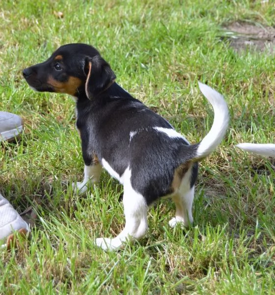 Cuccioli Jack Russell Terrier | Foto 1