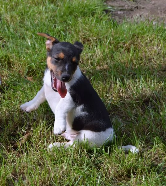 Cuccioli di razza Jack Russell Terrier | Foto 2