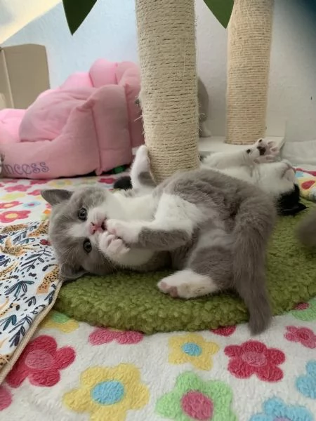 BELLISSIMI Gatti British shorthair | Foto 0