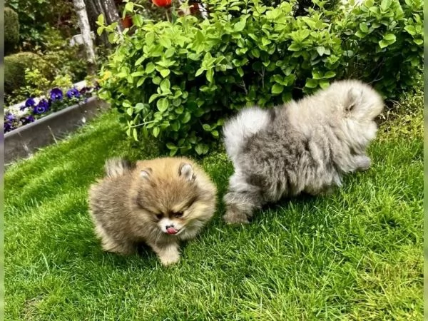 Eccezionali Spitz di Pomerania cuccioli vaccinati e garantiti maschio e femmina | Foto 2