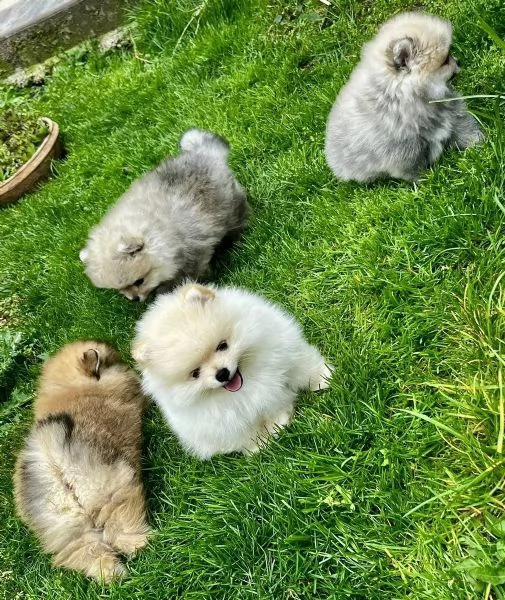 Eccezionali Spitz di Pomerania cuccioli vaccinati e garantiti maschio e femmina | Foto 1
