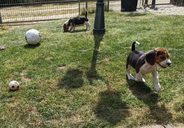 Disponibili bellissimi cuccioli di Beagle maschi e femmine | Foto 2