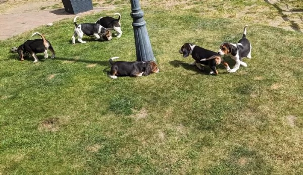 Disponibili bellissimi cuccioli di Beagle maschi e femmine | Foto 0