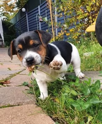 Adorabili cuccioli di Jack Russel Terrier un maschio e una femmina | Foto 2