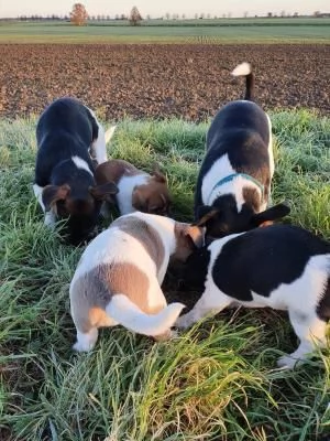 Adorabili cuccioli di Jack Russel Terrier un maschio e una femmina | Foto 1