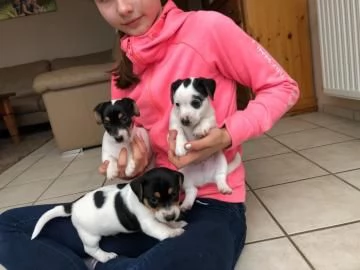 Adorabili cuccioli di Jack Russel Terrier un maschio e una femmina | Foto 0