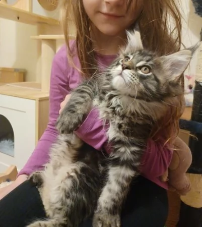 maine coon maschio e femmina | Foto 0