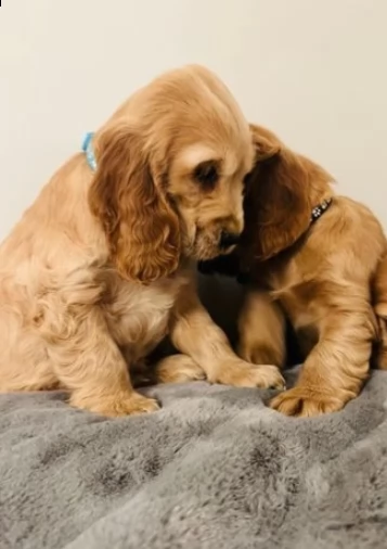 cuccioli di cocker spaniel