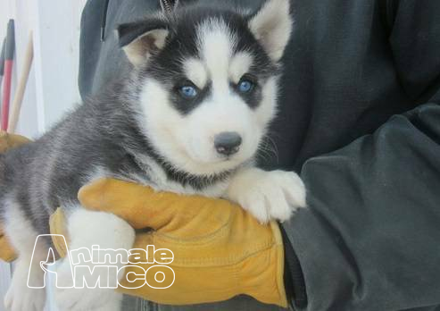 Vendita Cucciolo Husky Da Privato A Roma Cuccioli Di Husky Siberiano
