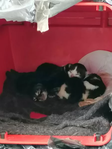 cinque gattini in adozione 