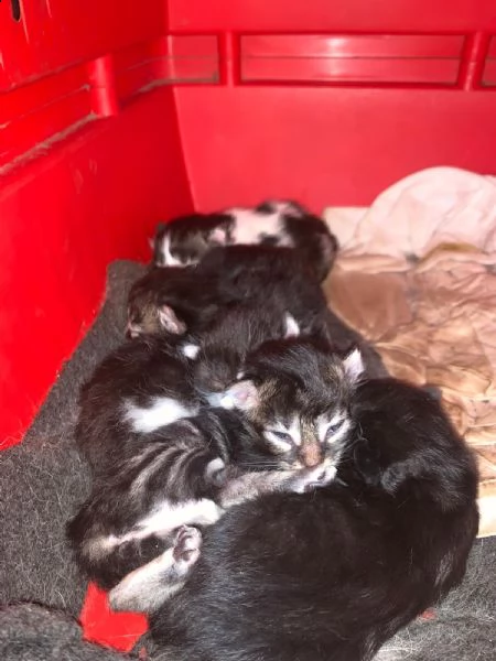 cinque gattini in adozione  | Foto 2