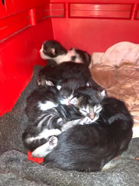 cinque gattini in adozione  | Foto 1
