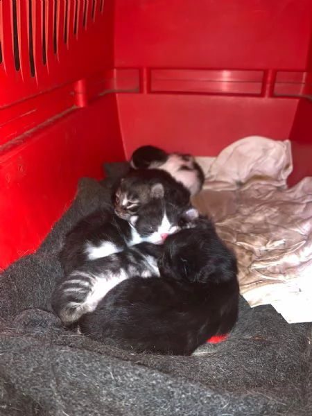 cinque gattini in adozione  | Foto 0