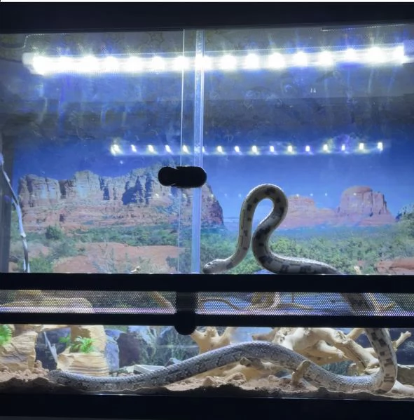 vendo serpente del grano con teca