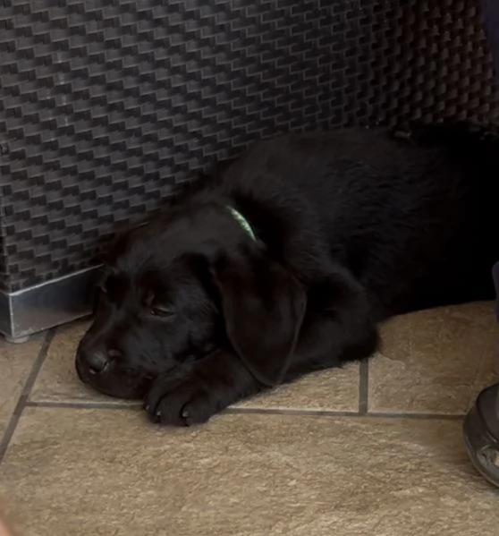 Ultimi cuccioli di Labrador  | Foto 0