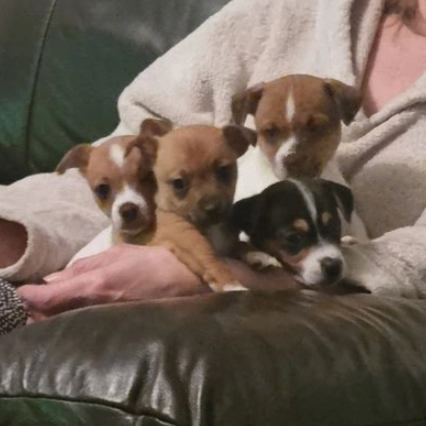Nuovi cuccioli di Jack Russell – Piccole Grandi Orme