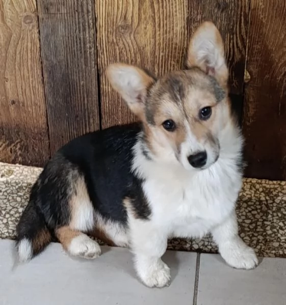 Welsh corgi Pembroke | Foto 2
