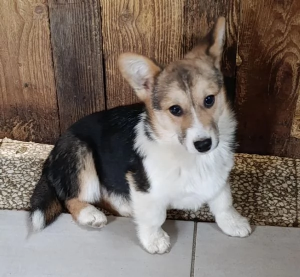 Welsh corgi Pembroke | Foto 1