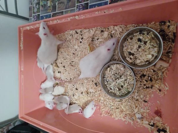 regalo cuccioli di  topo domestico