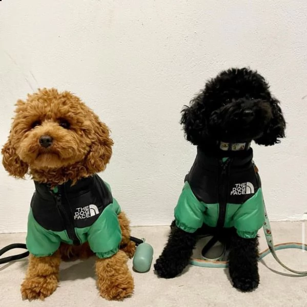 barboncino  | Foto 4