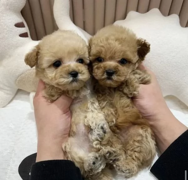 barboncino  | Foto 3