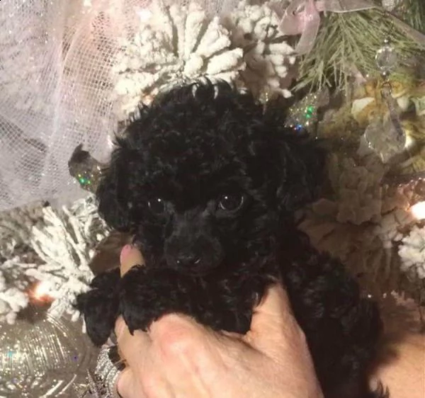 barboncino  | Foto 1