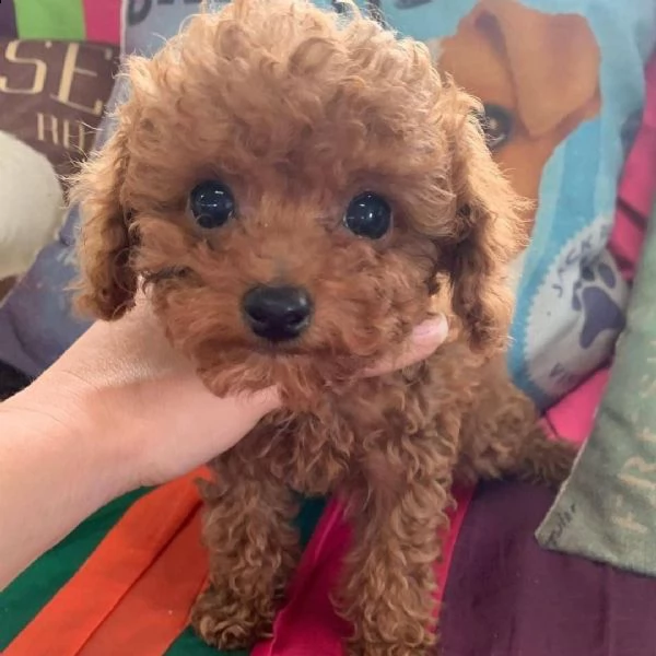 barboncino  | Foto 0