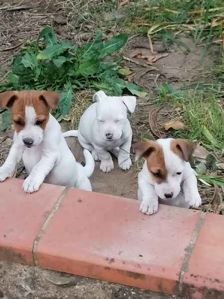 bellissime cucciole di jack russell  | Foto 4