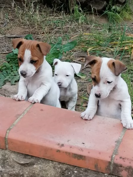 bellissime cucciole di jack russell  | Foto 3