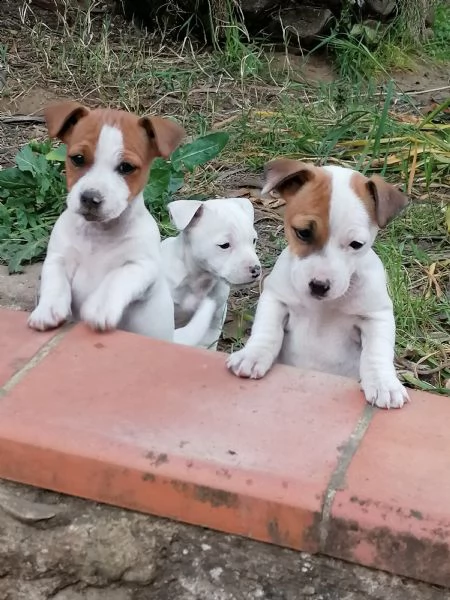 bellissime cucciole di jack russell  | Foto 2