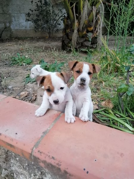 bellissime cucciole di jack russell  | Foto 1