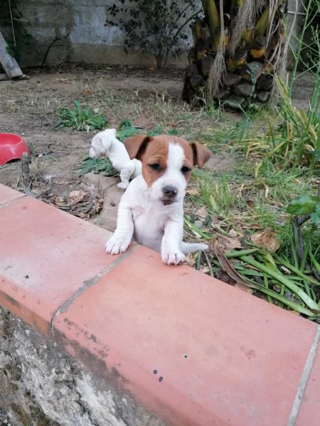 bellissime cucciole di jack russell  | Foto 0