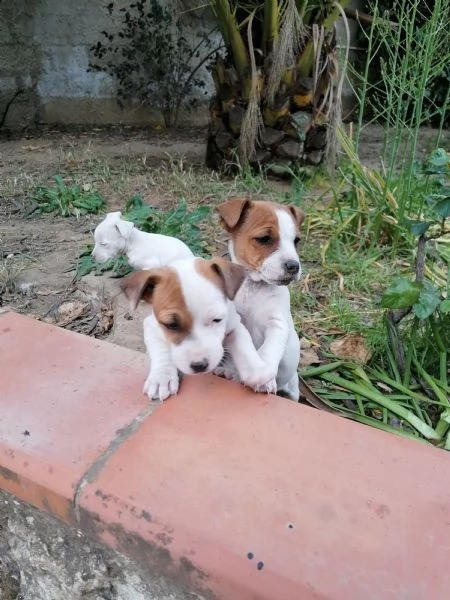 bellissime cucciole di jack russell 