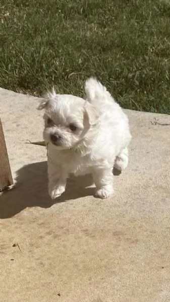 maltese mini toy | Foto 0