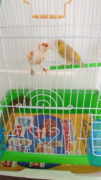 Vendesi coppia di canarini | Foto 1
