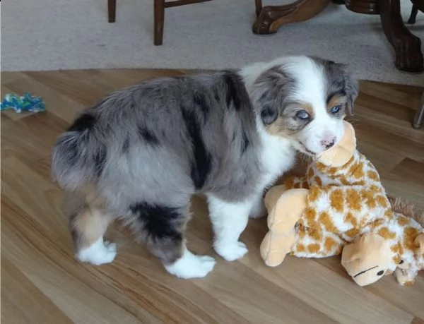 cuccioli di pastore australiano